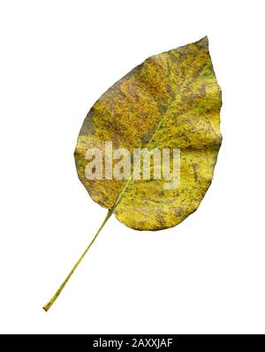Feuilles colorées de poire d'automne isolées sur blanc. Feuilles d'automne de couleur poire. Feuille d'automne de poire isolée Banque D'Images