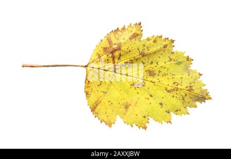 Une feuille d'aubépine isolée. Feuille jaune tombée de l'arbre d'aubépine isolée Banque D'Images