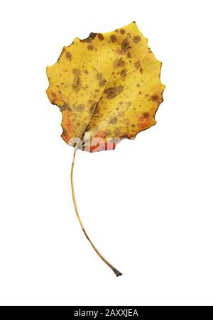 Feuille d'automne de Populus tremula isolée sur blanc Banque D'Images
