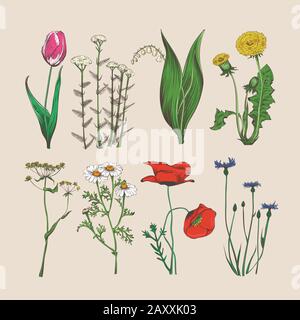 Fleurs et herbes anciennes. Illustration de fleurs et herbes dessinées à la main vectorielles Illustration de Vecteur