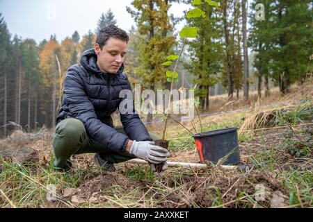 aider la forêt après une catastrophe écologique en plantant de jeunes arbres Banque D'Images