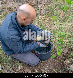 Planter de jeunes arbres dans la forêt après un déglaçage dévastateur et une sécheresse Banque D'Images