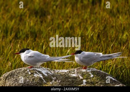 Arctic Tern, Sterna paradisaea, l'oiseau migrateur le plus long au monde à Anchorage Alaska USA Banque D'Images