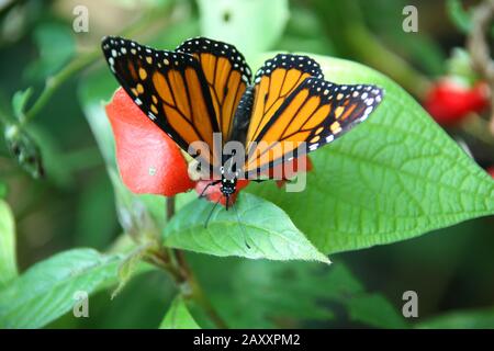 Papillon monarque, Danaus plexippus ou reposant sur des feuilles vertes, dans la jungle, Roatan, Honduras, Amérique centrale. Banque D'Images