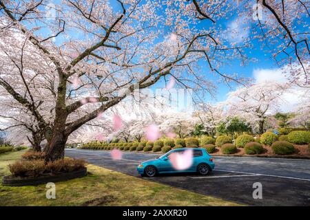 Vue magnifique fleur de cerisier tunnel en saison de printemps en avril, le long des deux côtés de la route préfectorale dans la préfecture de Shizuoka, au Japon. Banque D'Images