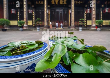 Plantes et fleurs dans la cour du monastère bouddhiste de Wenshu, Chengdu, province du Sichuan, Chine Banque D'Images