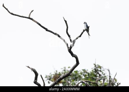 Treeswift, Chinnar Wildlife Sanctuary est une zone protégée unique située dans la région de l'ombre de pluie dans la pente orientale des Ghats occidentaux Banque D'Images