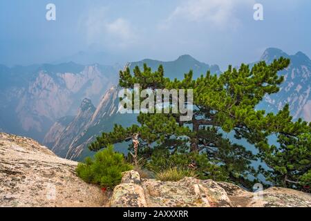 Le pin solitaire croissant sur le précipice de l'inspirant, sacré et la montagne Huashan majestueux, de célèbres attractions touristiques, dans la province du Shaanxi, Ch Banque D'Images