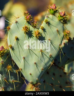 Cactus en forme de coeur Banque D'Images