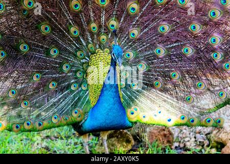 Paon indien masculin montrant son plumage dans un parc de jardin. Banque D'Images
