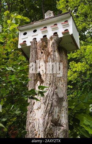 Cet hôtel en bois blanc est situé au-dessus d'un tronc d'arbres en délabrement Tilia americana - American Linden dans le jardin de campagne en été. Banque D'Images