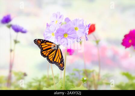 Vue de dessus d'un papillon monarque femelle (Danaus plexippus) se nourrissant dans un jardin de fleurs Banque D'Images
