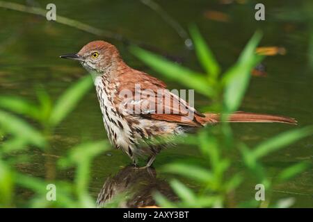 Brown Thrasher Banque D'Images