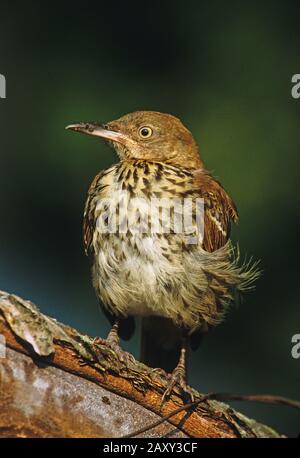 Brown Thrasher Banque D'Images