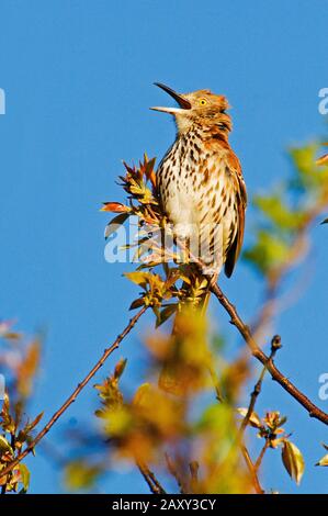 Chant de thrasher brun au printemps Banque D'Images