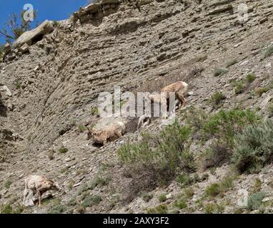 Bighorn mouton maman et bébé sur le côté de la montagne Banque D'Images