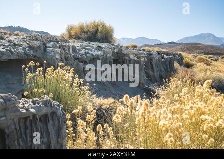 Tours De Tufa De Sable À Navy Beach, Mono Lake, Californie Banque D'Images