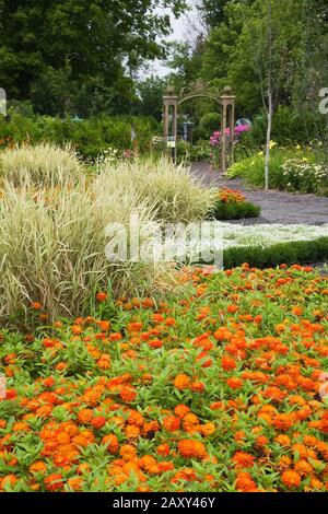 Orange Zinnia 'Bouble Zahara Fire' fleurs et Phalaris arundinacea   Ribbon Grass plantes dans le jardin de découverte à la route des Gerbes d'angelica, Qc. Banque D'Images