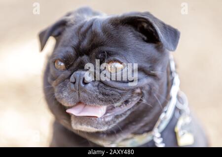 Tête Pug Puppy Noire Banque D'Images