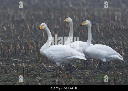 Whooper swans (Cygnus cygnus), debout sur le champ de maïs récolté, Emsland, Basse-Saxe, Allemagne Banque D'Images