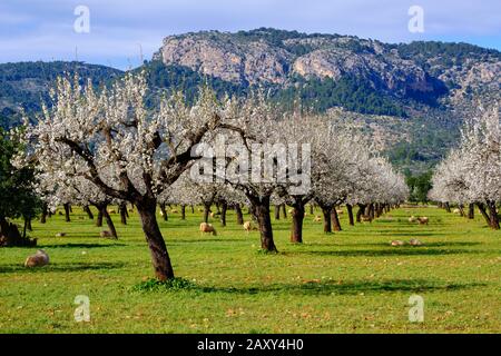 Fleurs d'amande, amandiers fleuris, plantation d'amandiers avec des moutons près de Bunyola, Serra de Tramuntana, Majorque, Iles Baléares, Espagne Banque D'Images