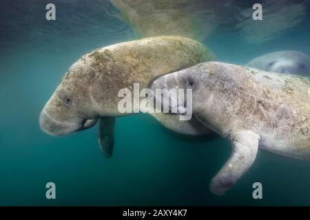 Lamantins Indiens De L'Ouest (Trichechus Manatus), Pair, Three Sisters Springs, Manatee Conservation Area, Crystal River, Floride, États-Unis Banque D'Images