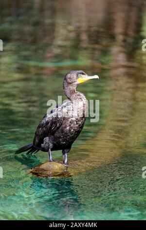 Cormorant à double foi (Phalacrocorax auritus), assis sur un tronc d'arbre dans la rivière, Rainbow River, Rainbow Springs State Park, Dunnelon, Floride Banque D'Images