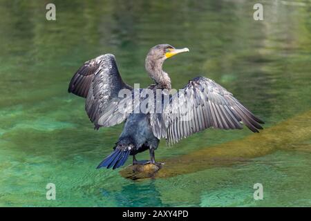 Cormorant à double foi (Phalacrocorax auritus), assis sur un tronc d'arbre dans la rivière et séchant des ailes de propagation, Rainbow River, Rainbow Springs State Banque D'Images