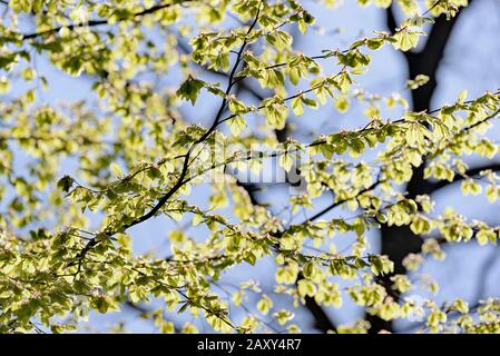 Hêtre commun (Fagus sylvatica), branche avec pousses de feuilles fraîches, Rhénanie-du-Nord-Westphalie, Allemagne Banque D'Images