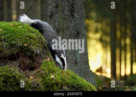 Blaireau européen (Meles meles), dans la lumière du matin sur la colline couverte de mousse à la recherche de nourriture, captive, forêt bohémienne, République tchèque Banque D'Images