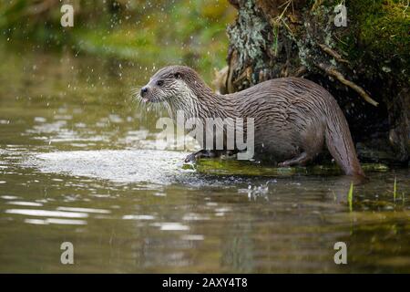 Loutre européenne (Lutra lutra), femme assise sur la pierre sur la rive d'un étang, captive, Suisse Banque D'Images