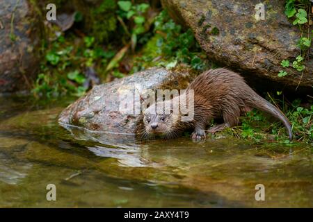 Loutre européenne (Lutra lutra), jeune animal assis sur la rive d'un étang, captif, Suisse Banque D'Images