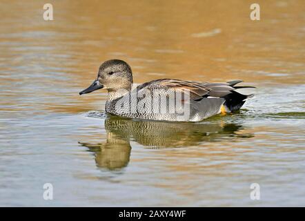 Gadwall (Marreca strepera), homme, baignade dans l'étang, canton de Neuchâtel, Suisse Banque D'Images