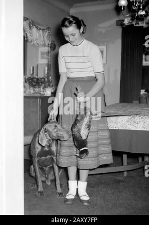 Un faisan rencontre un chien de chasse après le fait, CA. 1950. Banque D'Images