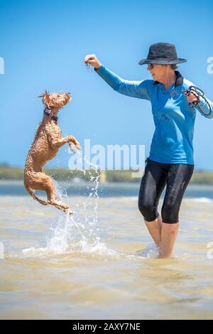 Un chiot craiche jouant avec son propriétaire à la plage. Le chien prend de l'air pour attraper les algues que son propriétaire tient Banque D'Images