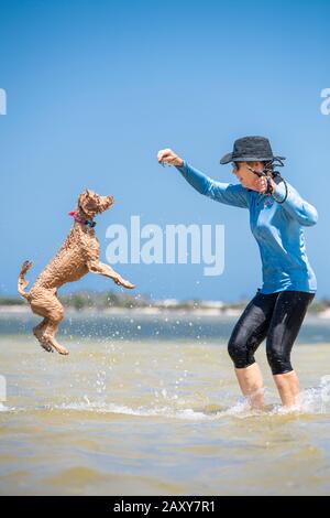 Un chiot craiche jouant avec son propriétaire à la plage. Le chien prend de l'air pour attraper les algues que son propriétaire tient Banque D'Images