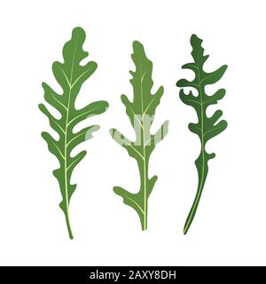 Mélange de feuilles de salade. Ensemble de rucola d'arugula, salade de roquette feuilles vertes fraîches isolées sur fond blanc. Illustration Vectorielle. Illustration de Vecteur