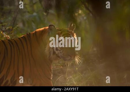 Grand tigre musclé, affamé dans les feuilles d'arbre, ce nom de tigre masculin est de la réserve de tigre de Bandhavgarh et il est appelé chota bhim Banque D'Images