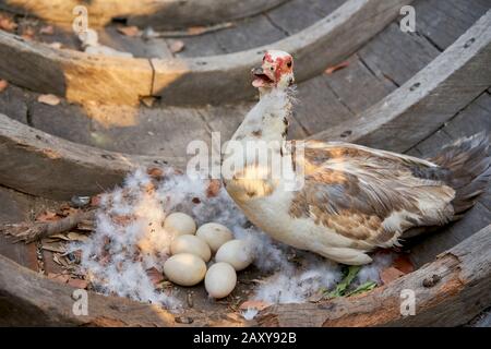 Canard et ses œufs dans un nid dans un vieux bateau en bois. Banque D'Images