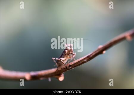 gros plan sur l'insecte de mantis mâle en regardant la caméra, l'insecte de mantis extérieur, portrait d'un insecte de mantis brun reposant sur la branche de l'arbre Banque D'Images