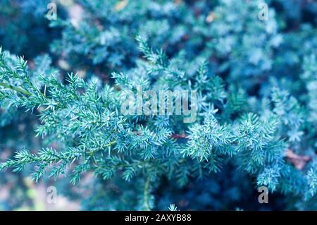 Couleur bleue. Branches de pin aiguilles de conifères arrière-plan closeup. Banque D'Images