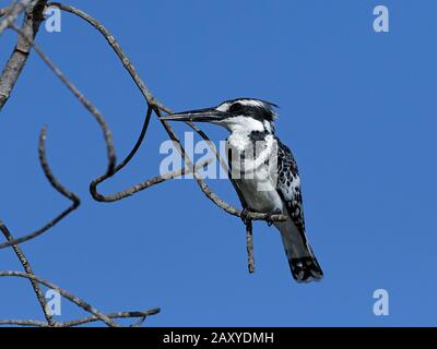 Pied kingfisher reposant sur une branche de son habitat en Gambie Banque D'Images