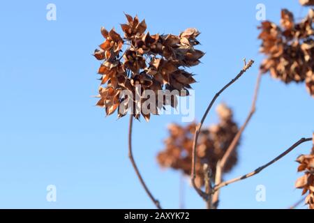 Inflorescence avec graines de plantes sur un fond bleu ciel. Gros plan Banque D'Images