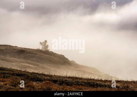 Belle vue d'automne avec brouillard dense et blanc moelleux sur un lac dans les montagnes et les arbres de mélèze dorés Banque D'Images