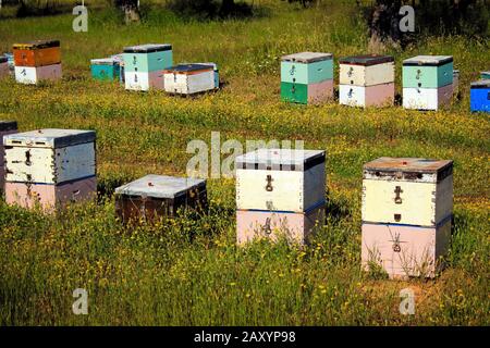 Ruches avec abeilles sur un champ à Attica, Grèce Banque D'Images