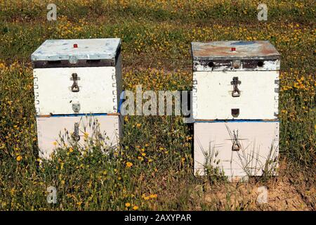 Ruches avec abeilles sur un champ à Attica, Grèce Banque D'Images