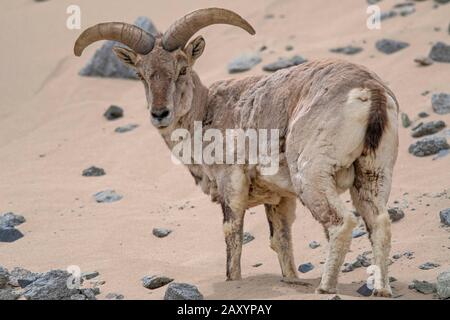 Bleu mouton ou bharal, Pseudois nayaur, Ladakh, Jammu-et-Cachemire, Inde Banque D'Images