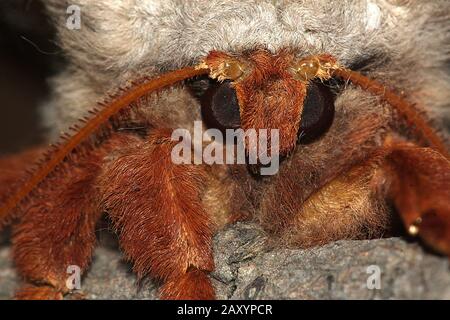 Gum empereur eucalyptus papillon portrait Banque D'Images