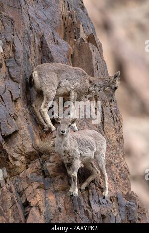 Bleu mouton ou bharal, Pseudois nayaur, Ladakh, Jammu-et-Cachemire, Inde Banque D'Images