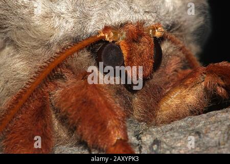 Gum empereur eucalyptus papillon portrait Banque D'Images